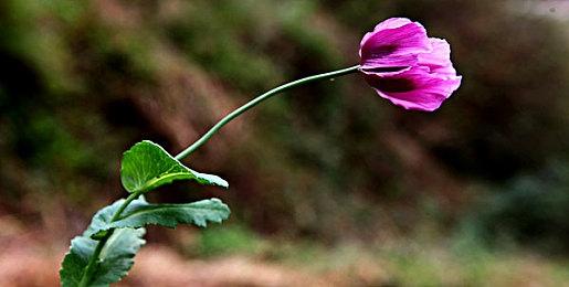 《汪汪队大电影2》新海报 9月29日北美上映